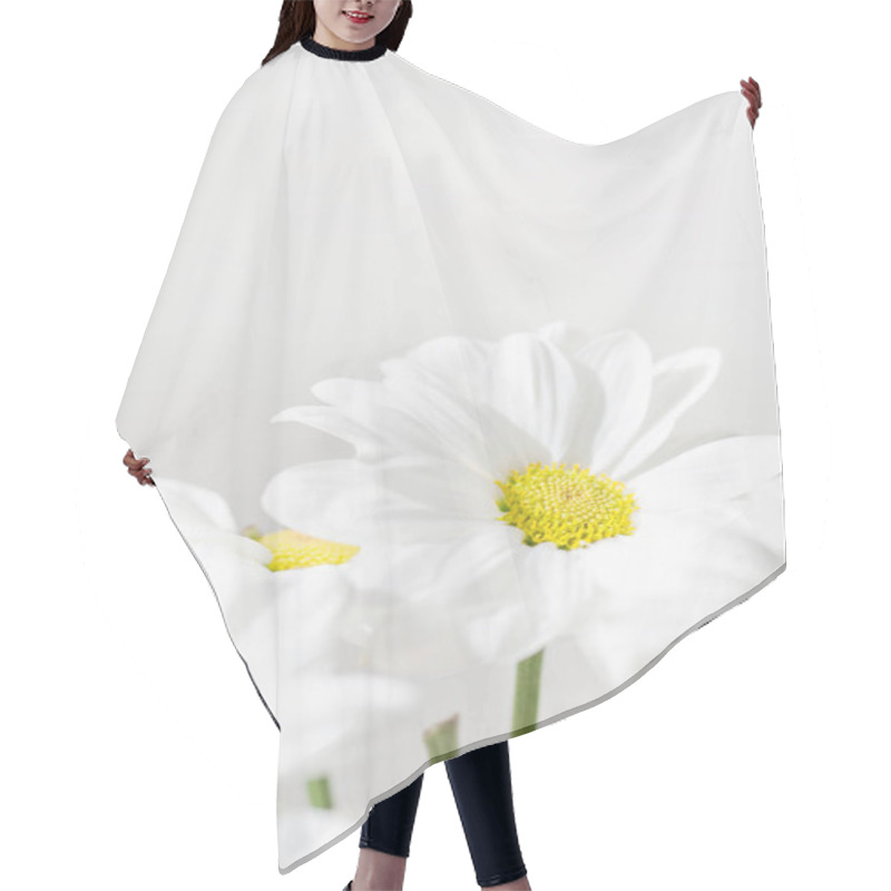 Personality  Bunch Of White Daisy Flowers  On Bright  Background Closeup. Spring Daisy Flowers Wallpaper. Hair Cutting Cape