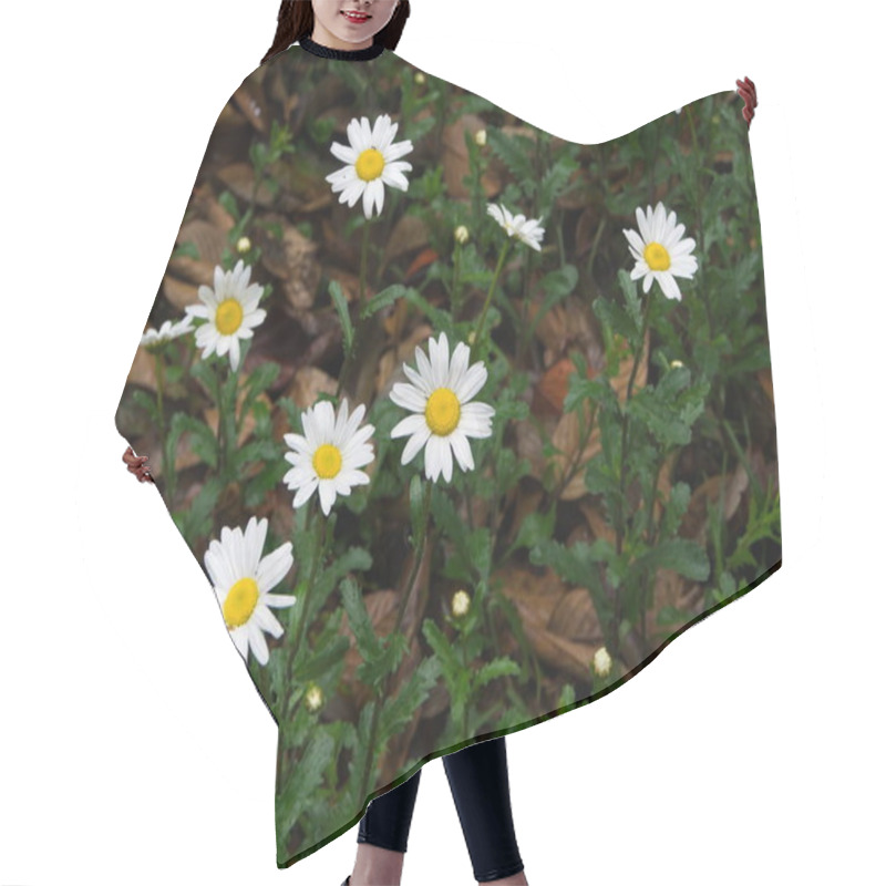 Personality  Oxeye Daisy Leucanthemum Vulgare. Flowers In Himalaya Mountain. Hair Cutting Cape