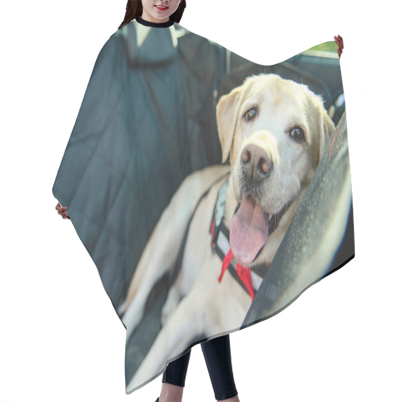 Personality  Carriage Of A Dog In A Car. Car Cover For Animals. Dog In The Car. Labrador Travels. Hair Cutting Cape