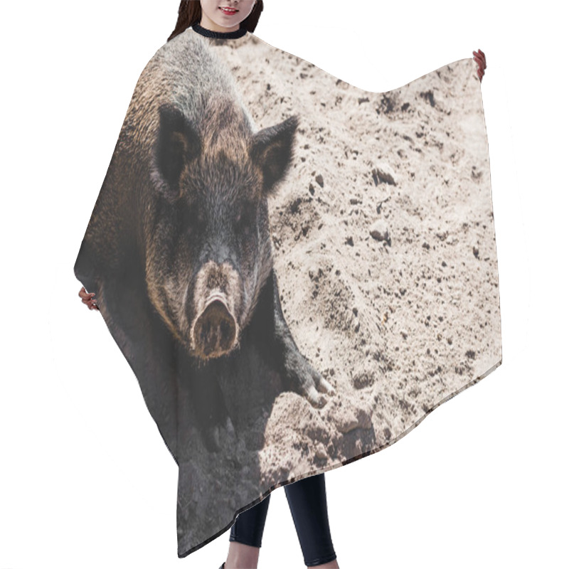 Personality  Pig Lying On Sand In Zoo Hair Cutting Cape