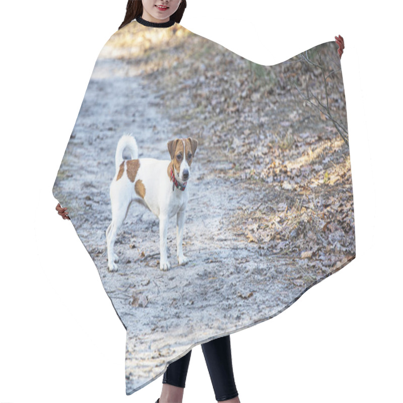 Personality  Beautiful Female Jack Russell Terrier Walking In The Forest On A Sunny Day Hair Cutting Cape