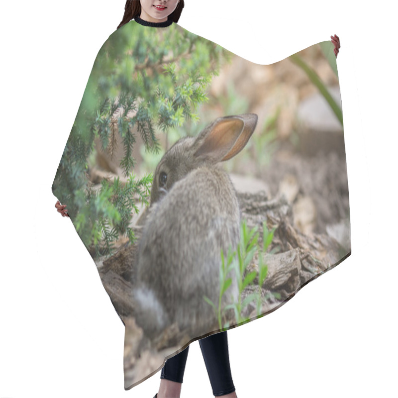 Personality  Rabbit Is Beautiful Animal Of Nature Hair Cutting Cape