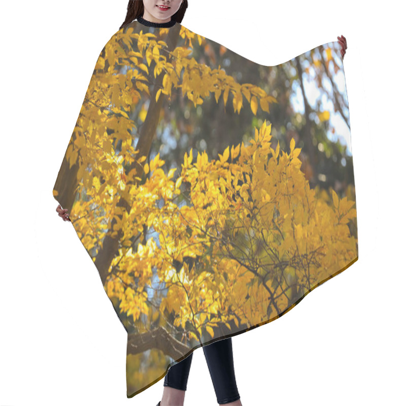 Personality  Tree Leaves Vibrantly Stand Out Against The Deep Shadows Hair Cutting Cape