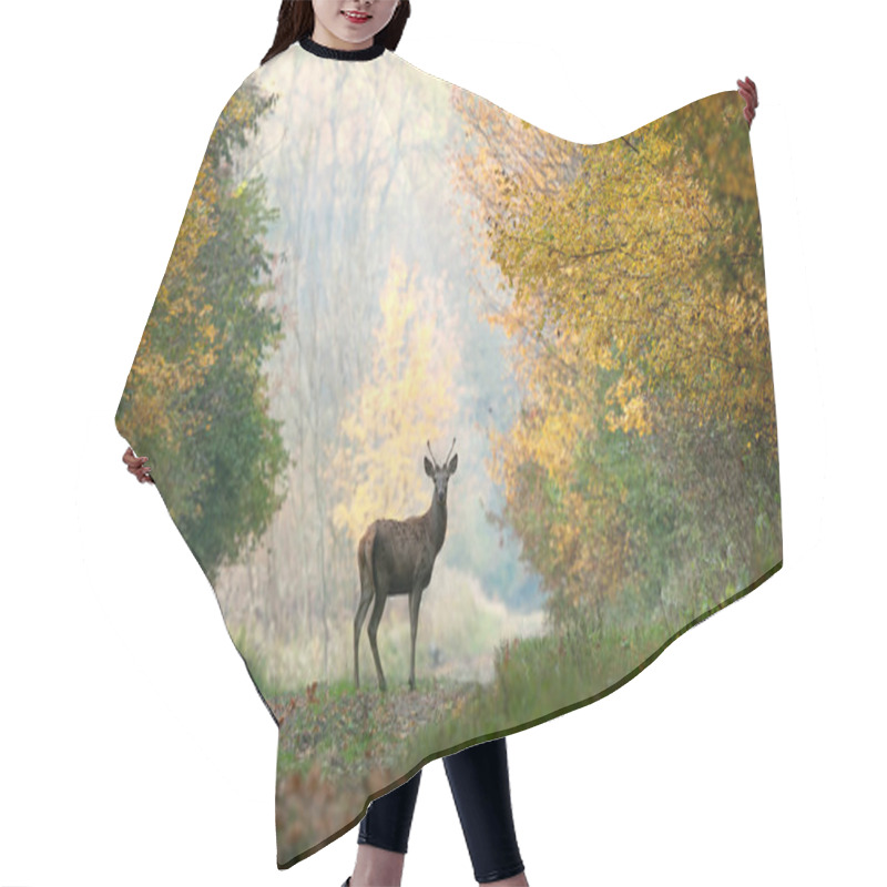 Personality  Young Red Deer On Autumn Background Hair Cutting Cape