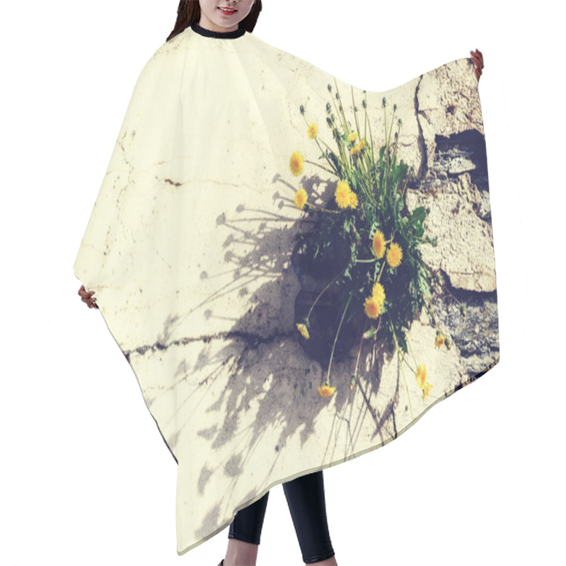 Personality  Old Cracked Wall With Spring Dandelions Hair Cutting Cape