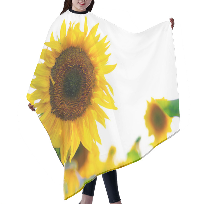 Personality  Agricultural Sunflower Field On Bright Summer Sultry Day, Agriculture Concept Hair Cutting Cape