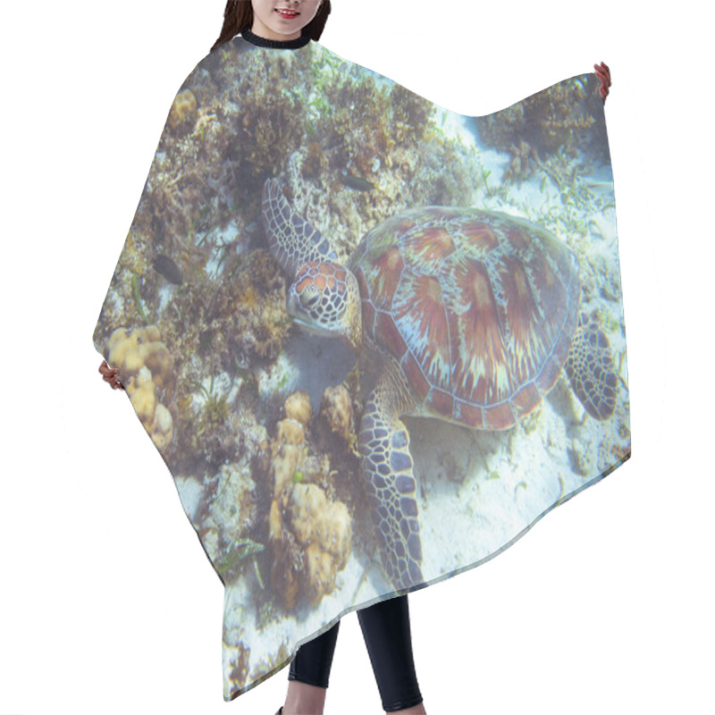 Personality  Sea Turtle Rest On Seabottom. Tropical Island Seashore Nature. Sea Tortoise Snorkeling Or Diving Banner. Olive Green Turtle Underwater Photo. Marine Animal Undersea. Wild Nature Of Tropical Sea Hair Cutting Cape