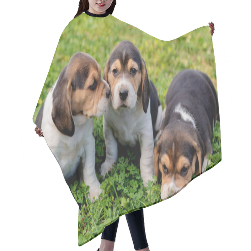 Personality  Three Pupies Together In The Garden Hair Cutting Cape