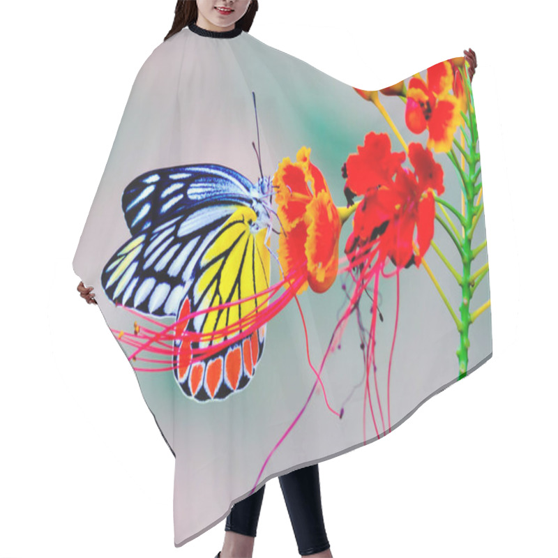 Personality   Jezebel Butterfly Or (Delias Eucharis) Resting On The Royal Poinciana Flower Plant In A Soft Green Background Hair Cutting Cape