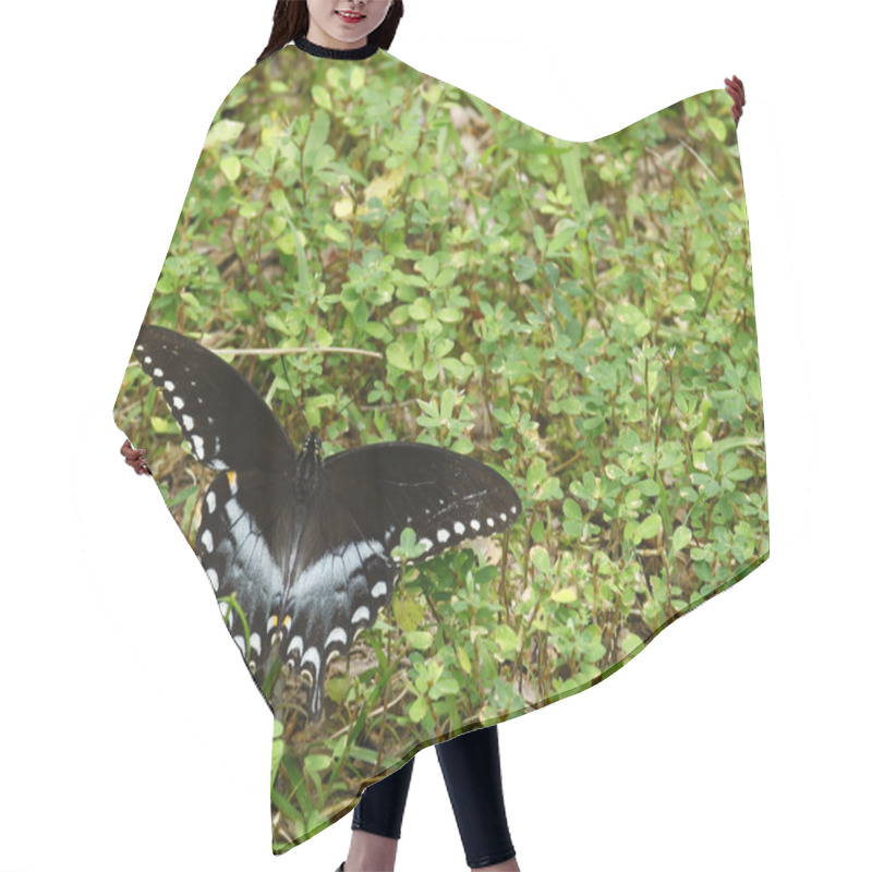 Personality  Spicebush Swallowtail Hair Cutting Cape