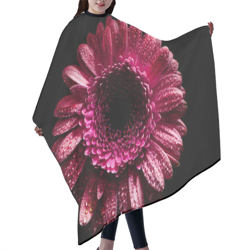 Personality  Top View Of Pink Gerbera Flower With Drops On Petals, Isolated On Black Hair Cutting Cape