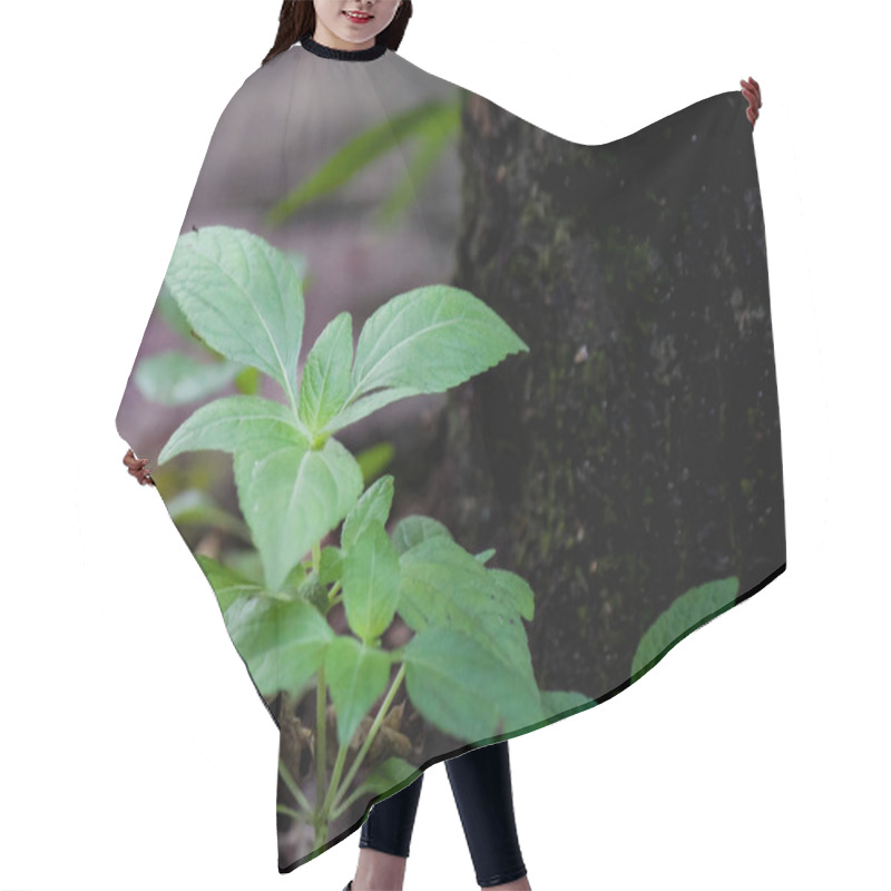 Personality  Green Wild Plants That Grow Anywhere Hair Cutting Cape