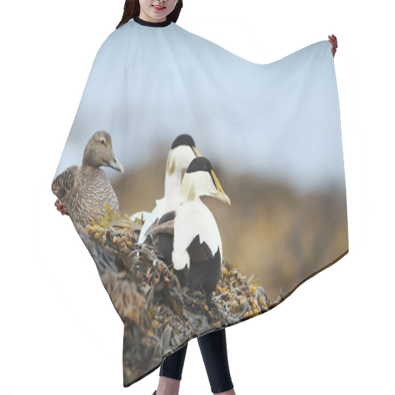 Personality  Close-up Of A Group Of Common Eiders Lying In Seaweeds Hair Cutting Cape