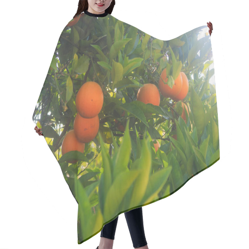 Personality  Orange Tree With Orange Fruit Hair Cutting Cape