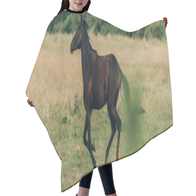 Personality  Selective Focus Of Horse Galloping On Grassy Field, Panoramic Concept Hair Cutting Cape