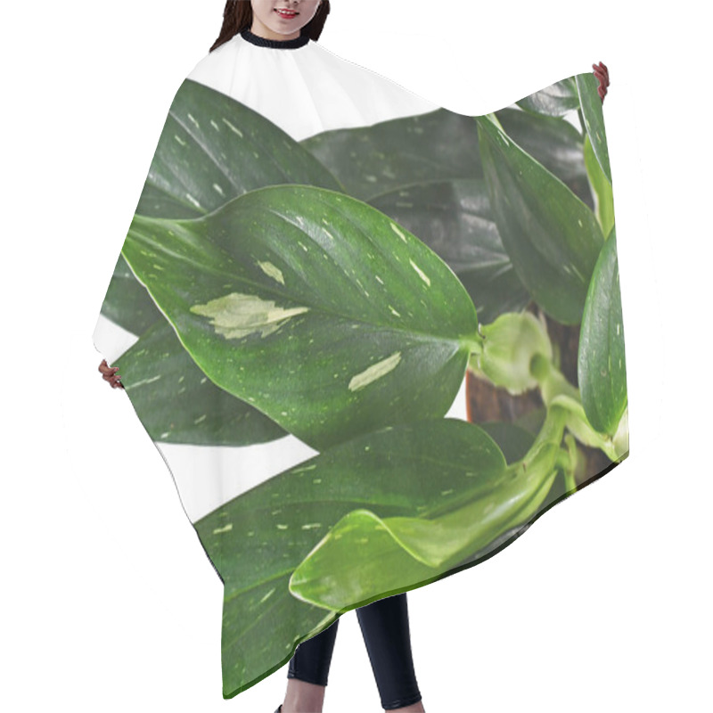 Personality  Leaf Of Exotic 'Monstera Standleyana' Houseplant With White Variegated Spots On White Background Hair Cutting Cape