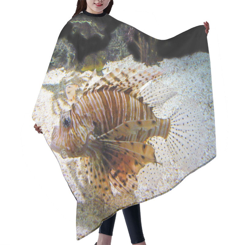 Personality  Lion Fish Hair Cutting Cape