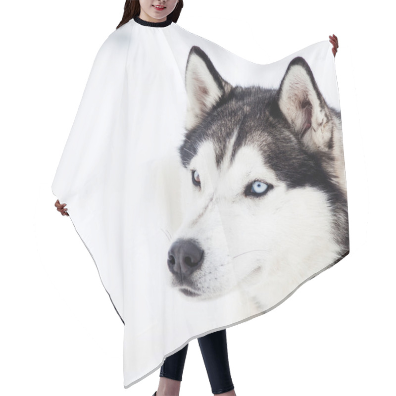 Personality  Cute Husky Portrait In Winter Hair Cutting Cape