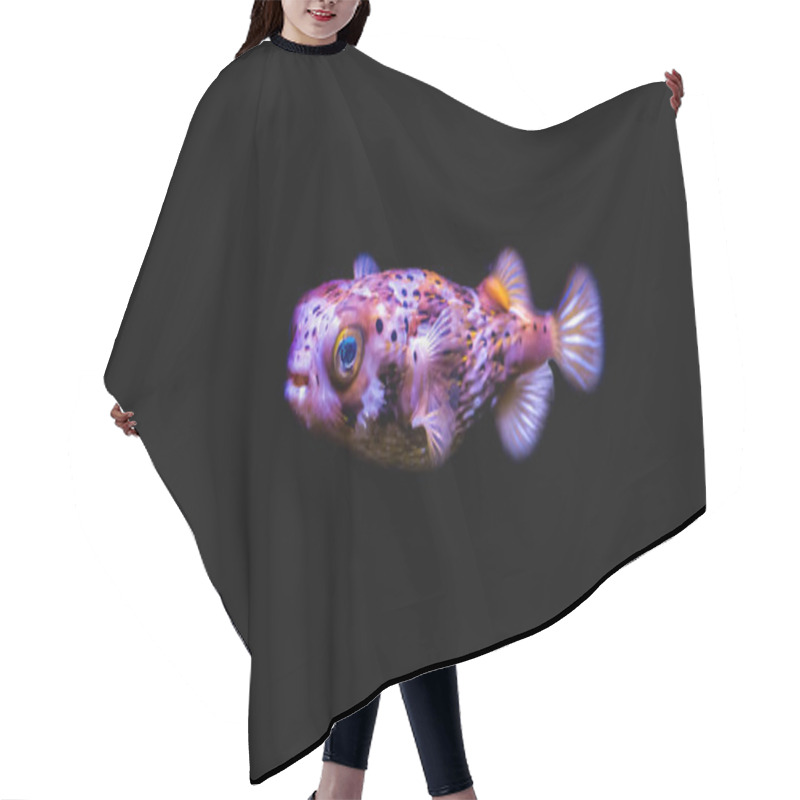 Personality  Portrait Of A Freckled Porcupine Fish Isolated On A Black Background Hair Cutting Cape