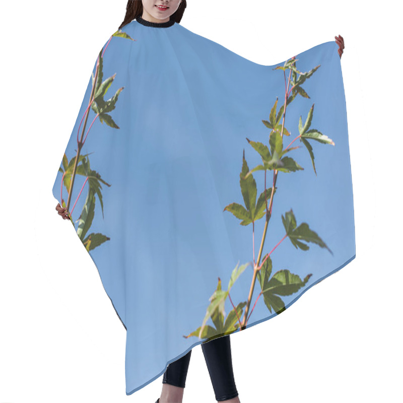 Personality  Maple Branches With Green Leaves With Blue Sky At Background Hair Cutting Cape