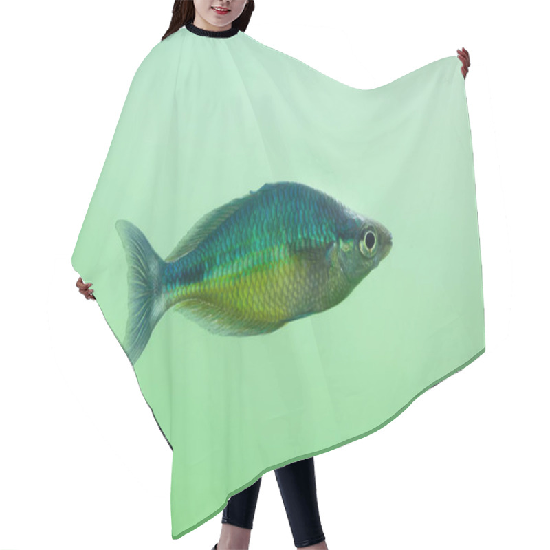 Personality  New Guinea Rainbowfish Hair Cutting Cape