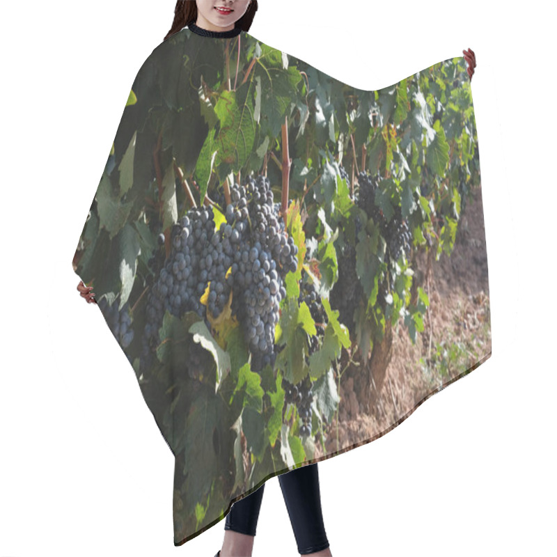 Personality  Bunches Of Grapes On The Vines. Hair Cutting Cape