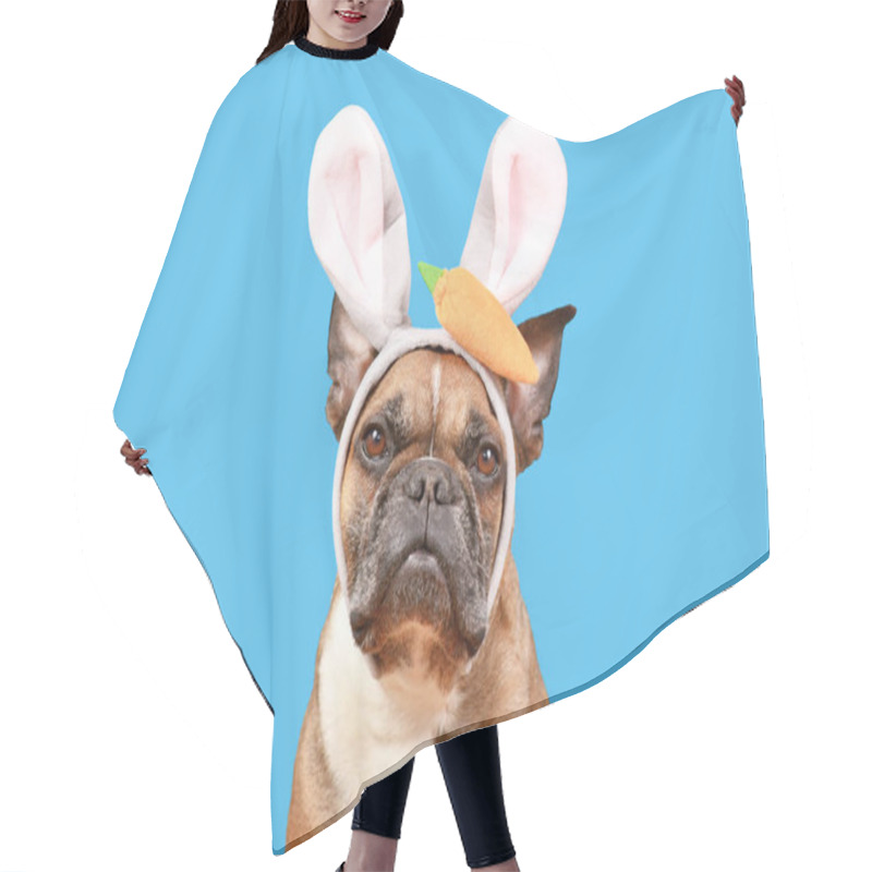 Personality  Fawn French Bulldog Dog Wearing Easter Bunny Costume Ears Headband On Blue Background Hair Cutting Cape