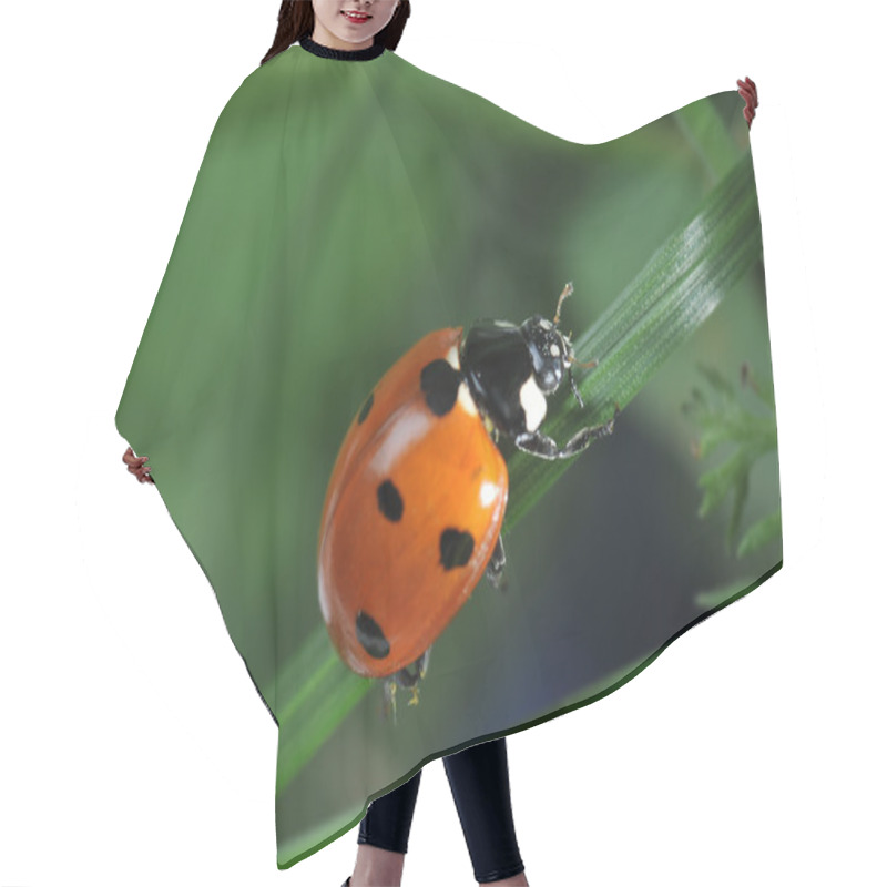 Personality  Ladybug On Grass Hair Cutting Cape