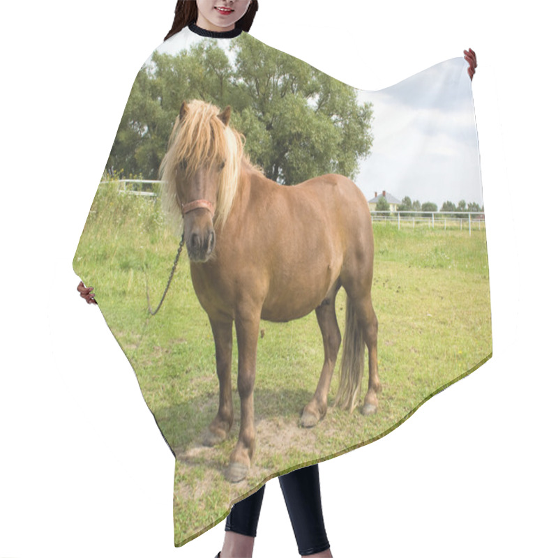 Personality  Pony Hair Cutting Cape