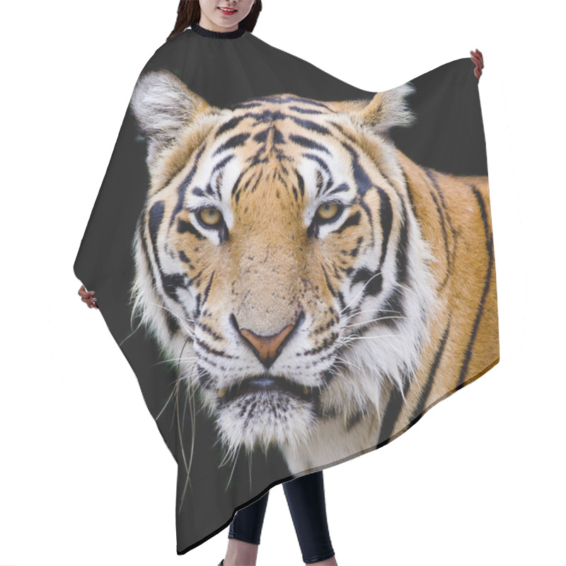 Personality  Tiger, Portrait Of A Bengal Tiger. Hair Cutting Cape