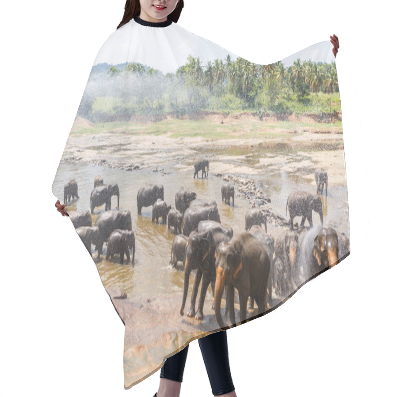 Personality  Elephants Hair Cutting Cape