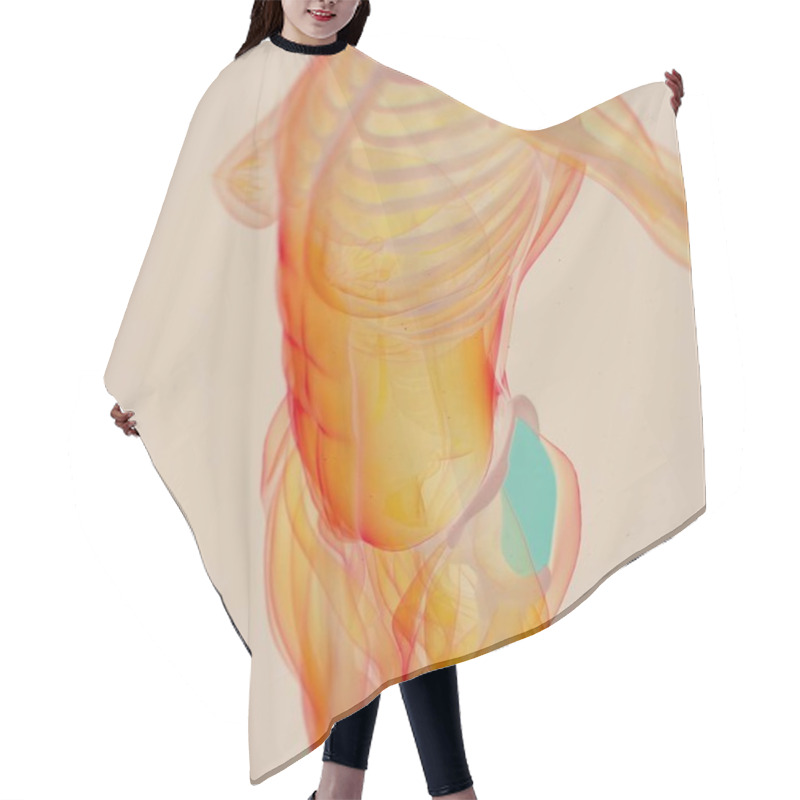 Personality  Female Fascia Lata Anatomy Model Hair Cutting Cape