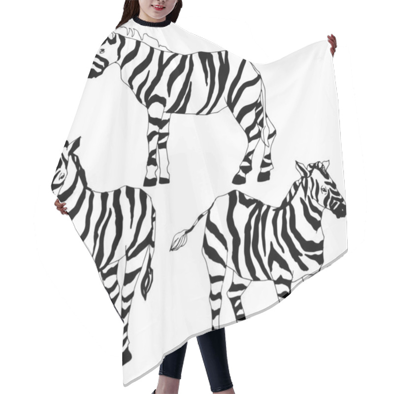 Personality  Vector Exotic Zebra Wild Animal Isolated. Black And White Engraved Ink Art. Isolated Animal Illustration Element. Hair Cutting Cape