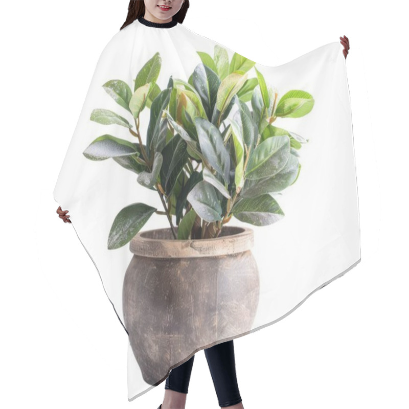 Personality  A Lush Green Potted Plant With Glossy Leaves, Adding A Touch Of Nature To Any Interior Space. Hair Cutting Cape