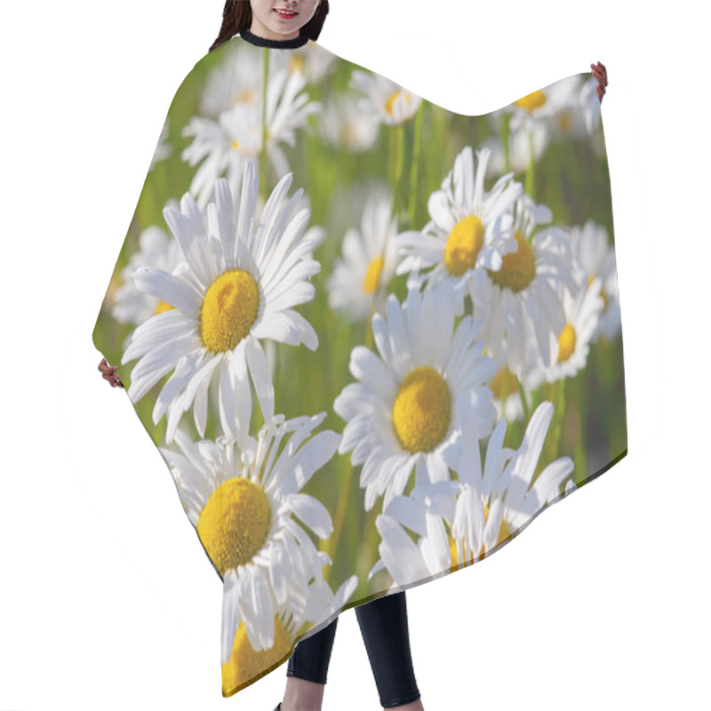 Personality  Wild Chamomile Flowers Growing On Meadow, Lawn, White Camomiles, Daisy On Green Grass Background. Oxeye Daisy, Leucanthemum Vulgare, Daisies, Common Daisy, Dog Daisy, Gardening Concept. Hair Cutting Cape