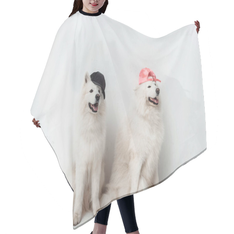 Personality  Samoyed Dogs In Caps Hair Cutting Cape