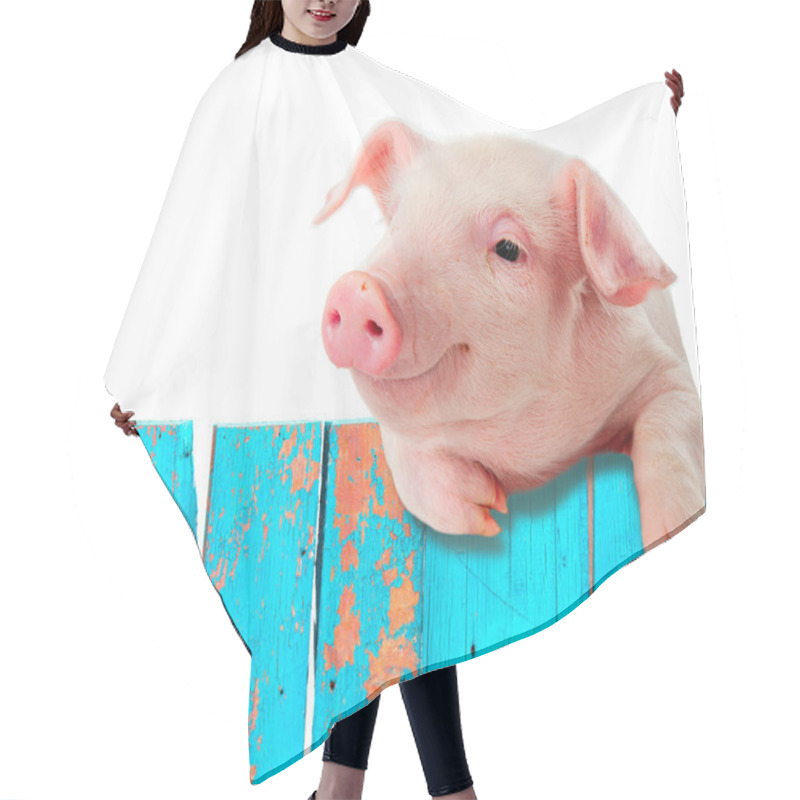 Personality  Funny Pig Hanging On A Fence. Humorous Collage. Isolated On Whit Hair Cutting Cape