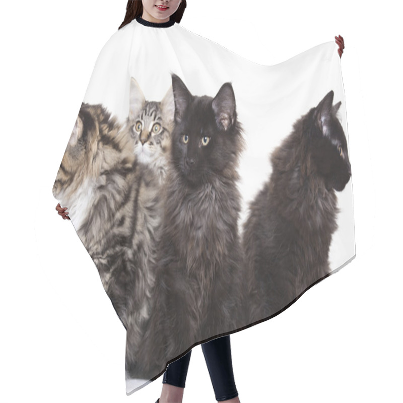 Personality  Group Of Beautiful Maine Coon Kittens Hair Cutting Cape