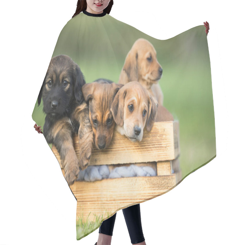 Personality  A Group Of Cute Puppies In A Wooden Crate On The Grass Hair Cutting Cape