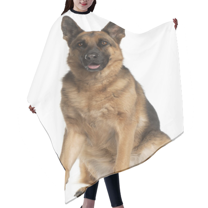 Personality  German Shepherd Dog, 4 Years Old, Sitting In Front Of White Back Hair Cutting Cape