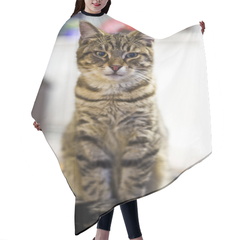 Personality  Cat Hair Cutting Cape