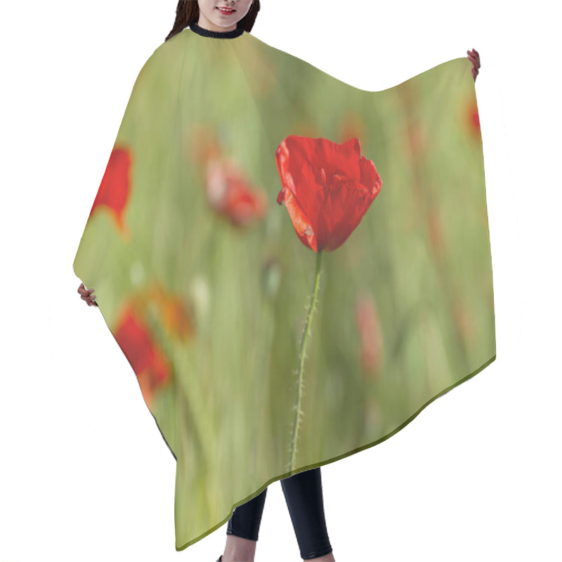 Personality  Wild Red Poppy Flowers Blooming In Spring  Hair Cutting Cape