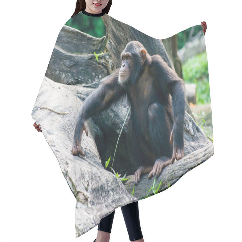 Personality  Chimpanzee Sits On A Branch In The Jungle Hair Cutting Cape