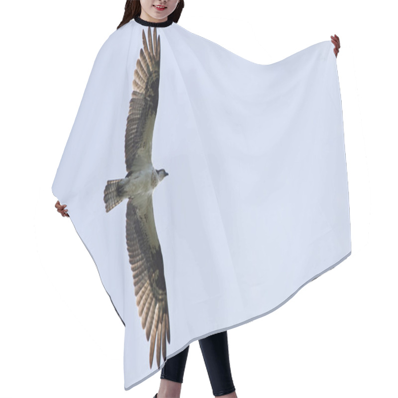 Personality  Osprey In Flight Hair Cutting Cape