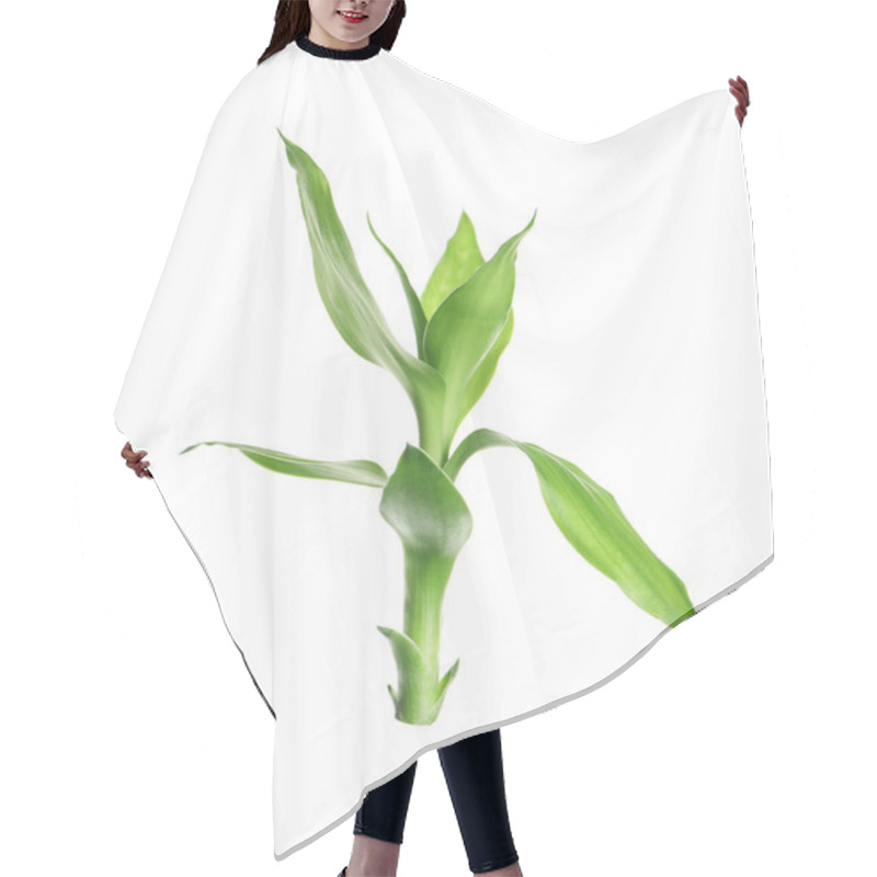 Personality  Beautiful Green Bamboo Leaves On White Background Hair Cutting Cape