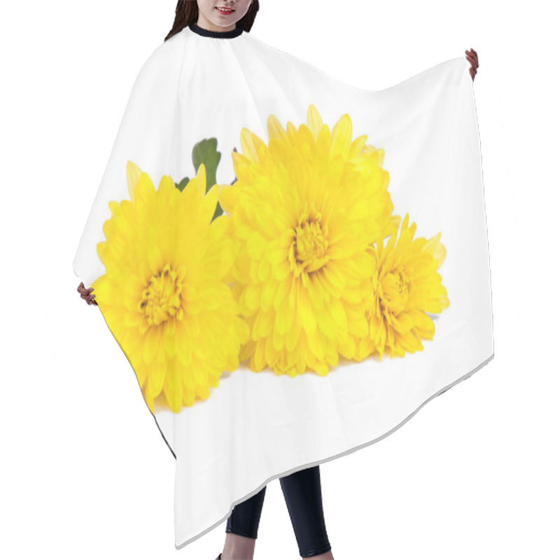 Personality  Chrysanthemum Yellow Flowers Isolated On The White Hair Cutting Cape