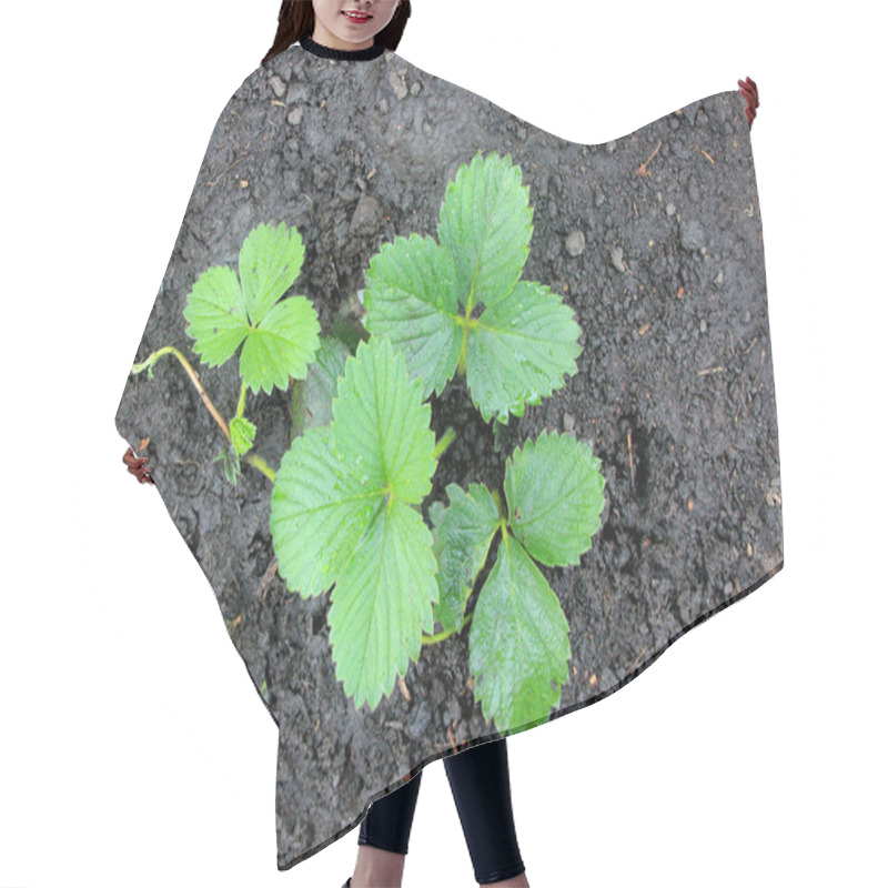 Personality  Young Strawberry Bush After Watering. Vegetation. Overgrowth Of The Plantshoot  Hair Cutting Cape