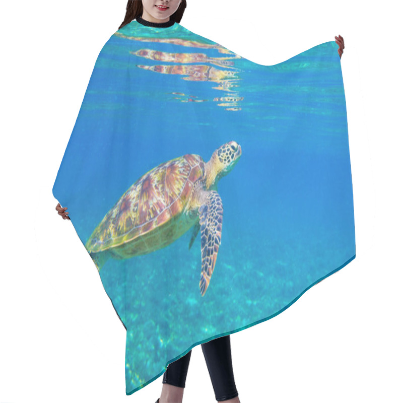 Personality  Sea Turtle In Sunlight. Tropical Lagoon Green Turtle Underwater Photo. Wild Marine Animal In Natural Environment. Hair Cutting Cape