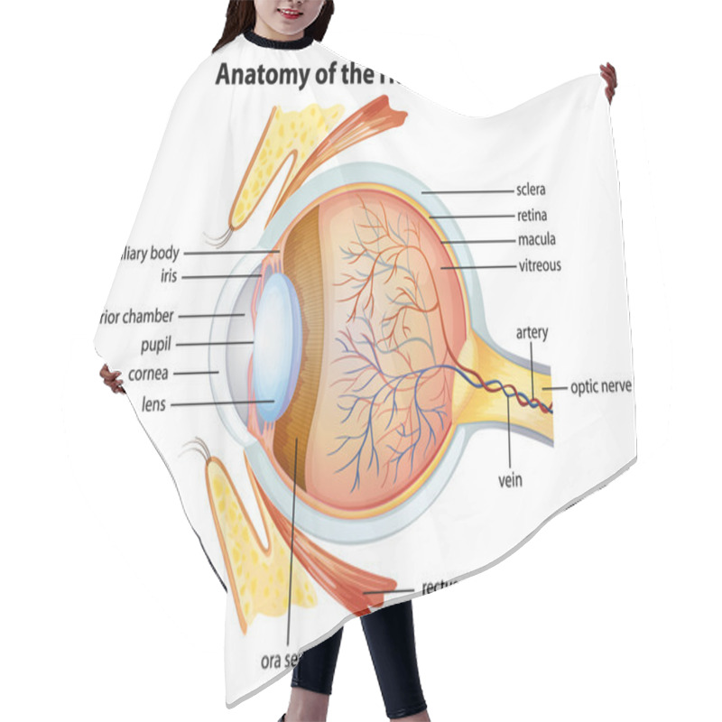 Personality  Human Eye Anatomy Hair Cutting Cape