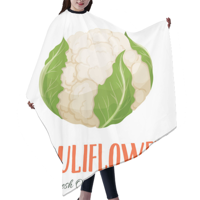 Personality  Vector Cauliflower . Vegetable Illustration For Farm Market Menu. Healthy Food Design Hair Cutting Cape